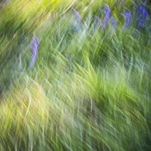 Blurred motion image of grass, urrey, England, UK