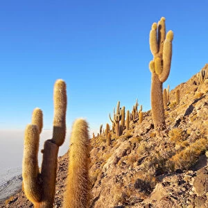 Bolivia, Potosi Department, Daniel Campos Province, Salar de Uyuni, View of the Incahuasi