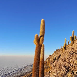 Bolivia, Potosi Department, Daniel Campos Province, Salar de Uyuni, View of the Incahuasi
