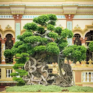 Bonsai tree at the Vinh Trang Pagoda, My Tho, Mekong Delta, Vietnam