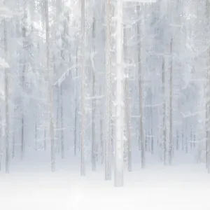 Boreal Forest Trees Print, Muonio, Lapland Boreal Forest Trees Print, Muonio, Lapland