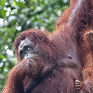 Bornean Orang-Utan (Pongo Pygmaeus), Semenggoh Wildlife Rehabilitation Centre, Sarawak