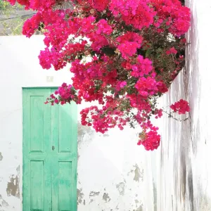 Bougainvillea Print on Whitewashed Wall, Lanzarote Bougainvillea Print on Whitewashed Wall, Lanzarote