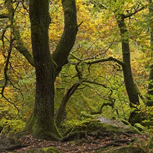 Broadleaf woodland with colourful autumn foliage, Ambleside, Lake District, Cumbria