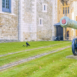 The bronze 24 Pounder Cannon and a raven at the Tower of London