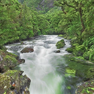 Brook in rainforest - New Zealand, South Island, Southland, Fiordland, Cleddau River