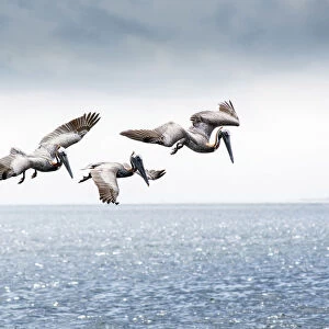 Brown Pelicans, Scanning For Fish, Tampa Bay, Saint Peterburg, Florida