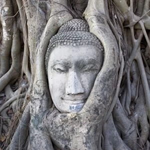 Buddha head