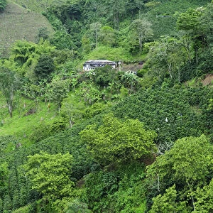Buenavista Coffee Zone, Colombia, South America