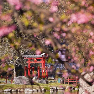 The Buenos Aires Japanese Gardens Torii with a cherry tree in bloom