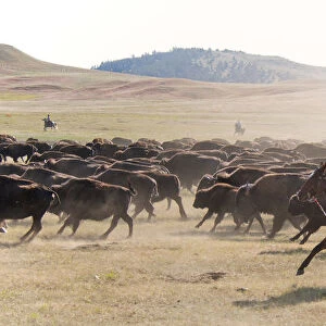Buffalo Roundup in Custer State Park, Black Hills, South Dakota, USA