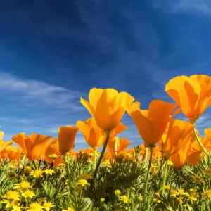 Bugs Eye View of California Poppies, Antelope Valley, California, USA