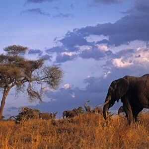 Bull Elephant, Ruaha National Park, SW Tanzania