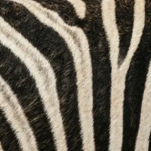 Details des Zebras von Burcells Versteck im Addo-Elefanten-Nationalpark in der Provinz Ostkap am Südafrika Details des Zebras von Burcells Versteck im Addo-Elefanten-Nationalpark in der Provinz Ostkap am Südafrika