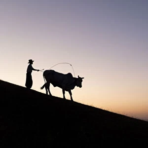 A Burmese farmer leads a bull at sunset along the crest of a hill, Bagan, Myanmar