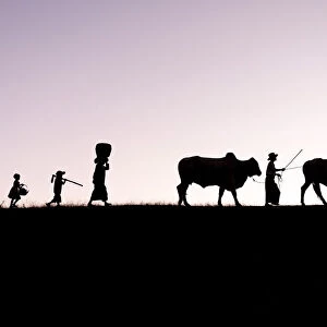 Burmese farmers and bulls walk at sunset along the crest of a hill, Bagan, Myanmar