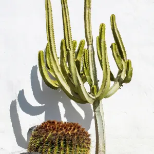 Cacti Print, Lanzarote Wall Cacti Print, Lanzarote Wall