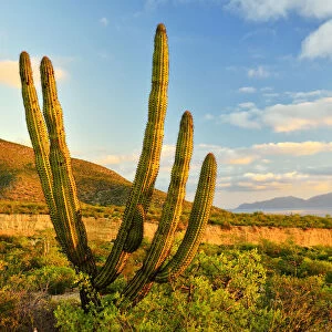 Cactus and arroyo near El Sargento, Baja California Sur, Mexico