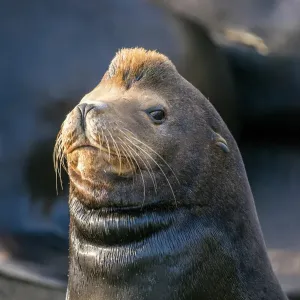 California sea lion (Zalophus californianus) Males lounging on a wharf, Newport, Oregon, USA