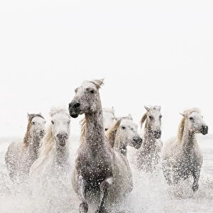 Camargue white horses galloping through water, Camargue, France