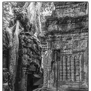 Cambodia, Angkor, Ta Prohm, temple tree