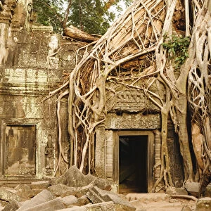 Cambodia, Siem Reap, Angkor. Overgrown tree roots at Ta Prohm, part of the Angkor