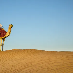 Camel in the Empty Quarter (Rub Al Khali), Abu Dhabi, United Arab Emirates