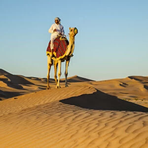 Camel in the Empty Quarter (Rub Al Khali), Abu Dhabi, United Arab Emirates (MR)