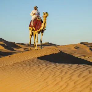 Camel in the Empty Quarter (Rub Al Khali), Abu Dhabi, United Arab Emirates (MR)