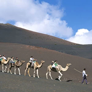 Camel tour in the Timanfaya National Park, Lanzarote, Canary Islands, Spain