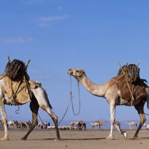 Camels belonging to the Gabbra are loaded with water