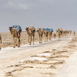 Camels caravan carrying salt extracted from Dallol salt mines, Danakil Depression