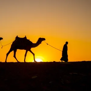 Camels in the desert near Giza, Cairo, Egypt