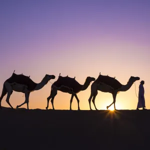 Camels in the Empty Quarter (Rub Al Khali), Abu Dhabi, United Arab Emirates (MR)