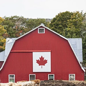 Canada, Nova Scotia, East Bay, barn with Canadian flag, autumn