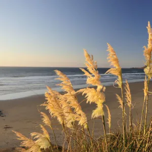 Cannon Beach, Oregon Coast, Oregon, USA