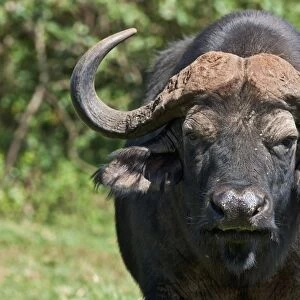 A Cape buffalo in the Aberdare National Park