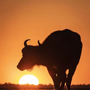 Cape Buffalo sunset silhouette, Chobe River, Chobe National Park, Botswana