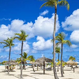 Caribbean, Aruba, Oranjestad, Palm trees on Eagle Beach