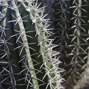 Caribbean, Netherland Antilles, Aruba, Cactus detail