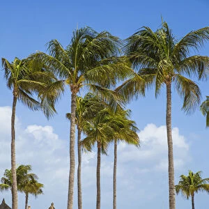 Caribbean, Netherland Antilles, Aruba, Palm beach