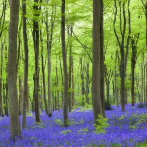 Carpet of bluebells wildflowers growing in the beech woodland at West Woods, Lockeridge