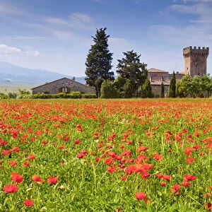 Casa Picchiata & Field of Poppies, near Pienza, Tuscany, Italy