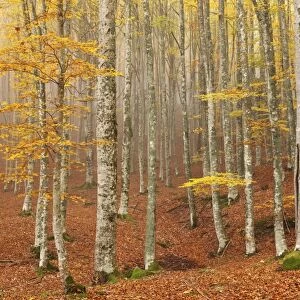Casentinesi forest, Tuscan-Emilian appennines, Tuscany, Italy