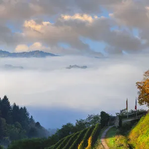 Castle ruin Schauenburg, Oberkirch, Baden Wine Route, Black Forest, Baden-Wurttemberg, Germany