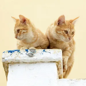 Two cats on a chimney pot, Pyrgos, Santorini, Cyclades Islands, Greece, Europe