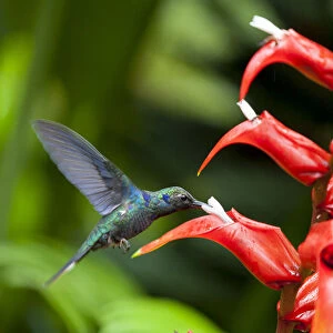 Central America, Costa Rica, Green Violet-ear hummingbird (Colibri thalassinus)