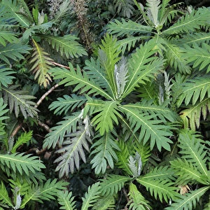 Central America, Costa Rica, Plants in the jungle