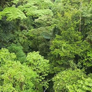 Central America, Costa Rica, rainforest near Arenal volcano