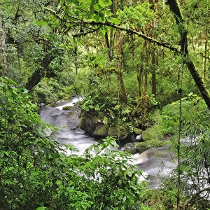 Central America, Costa Rica, Stream in the ungle